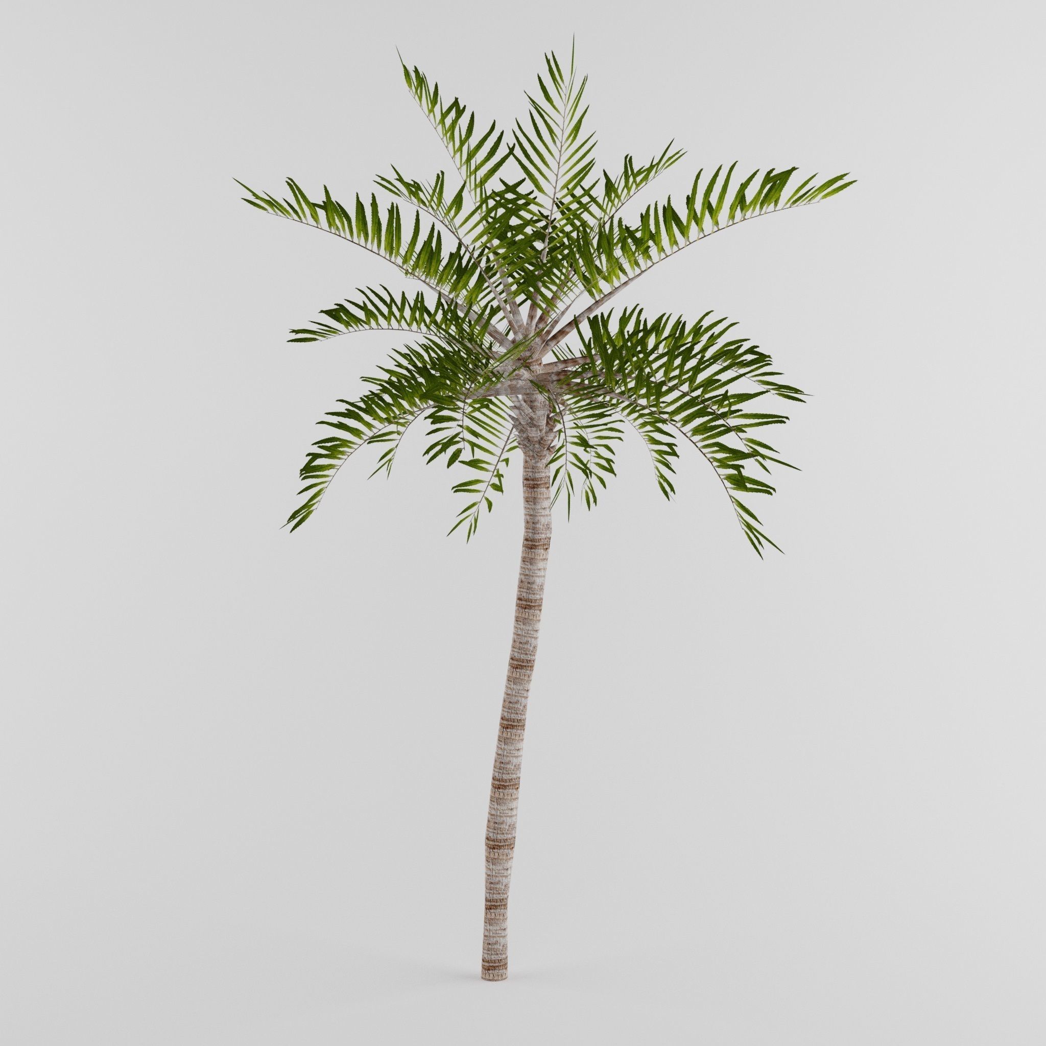 Tree Collection Low-poly 3D model_21