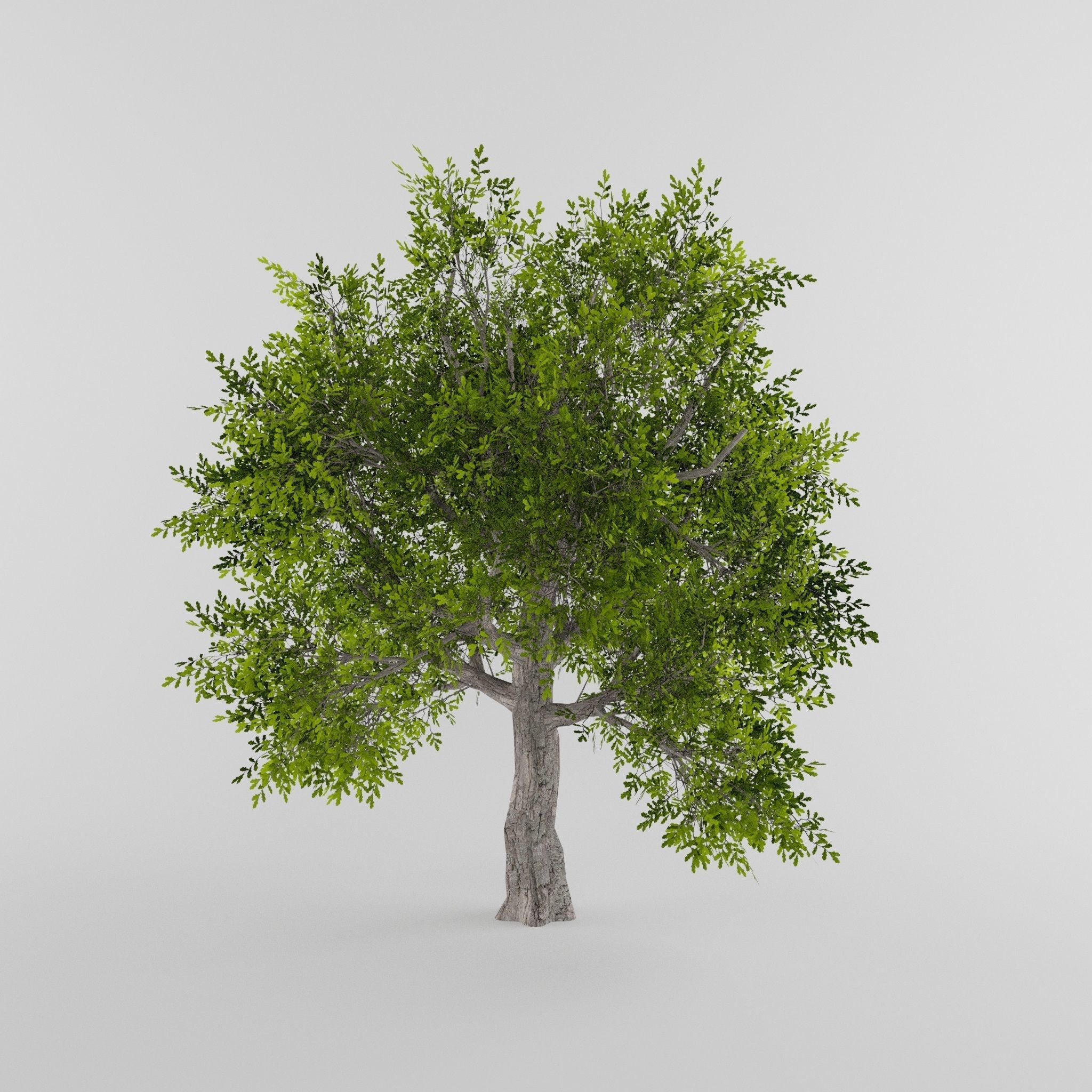 Tree Collection Low-poly 3D model_12