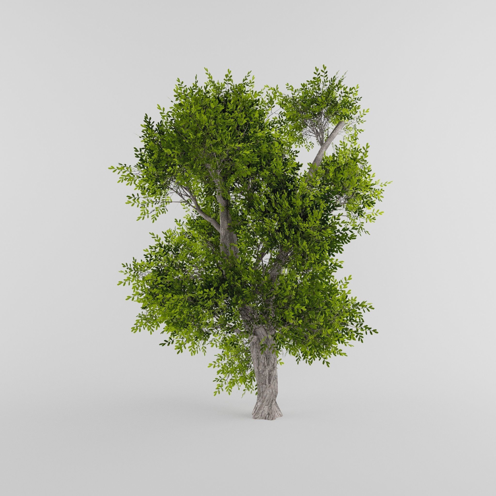 Tree Collection Low-poly 3D model_22