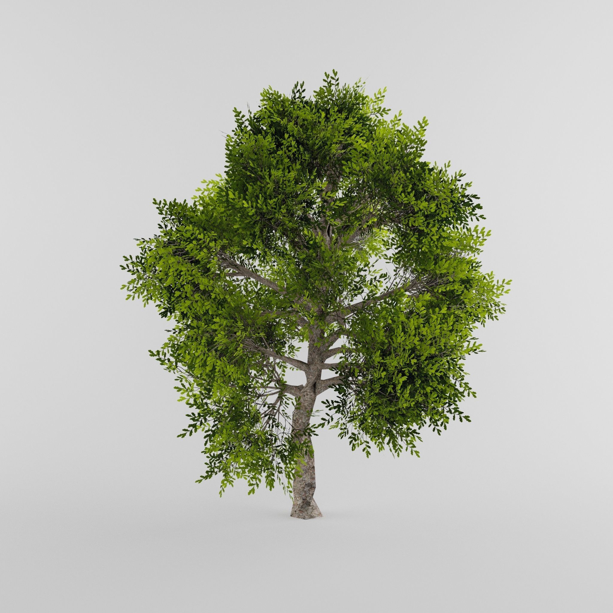 Tree Collection Low-poly 3D model_4