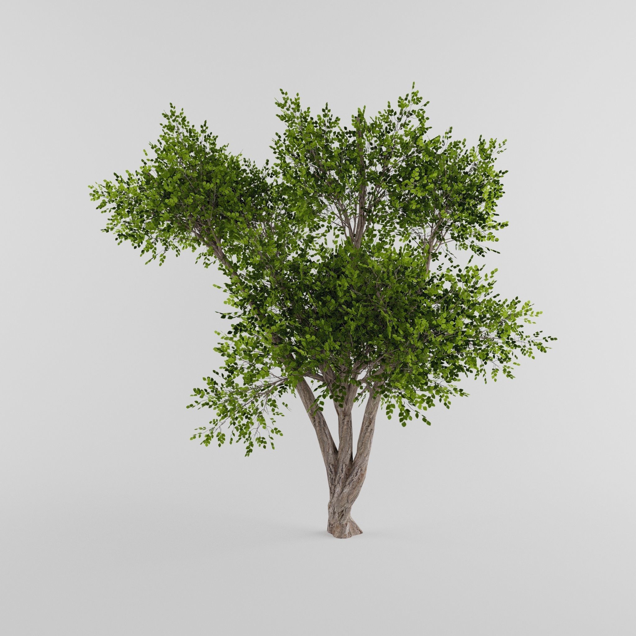 Tree Collection Low-poly 3D model_26