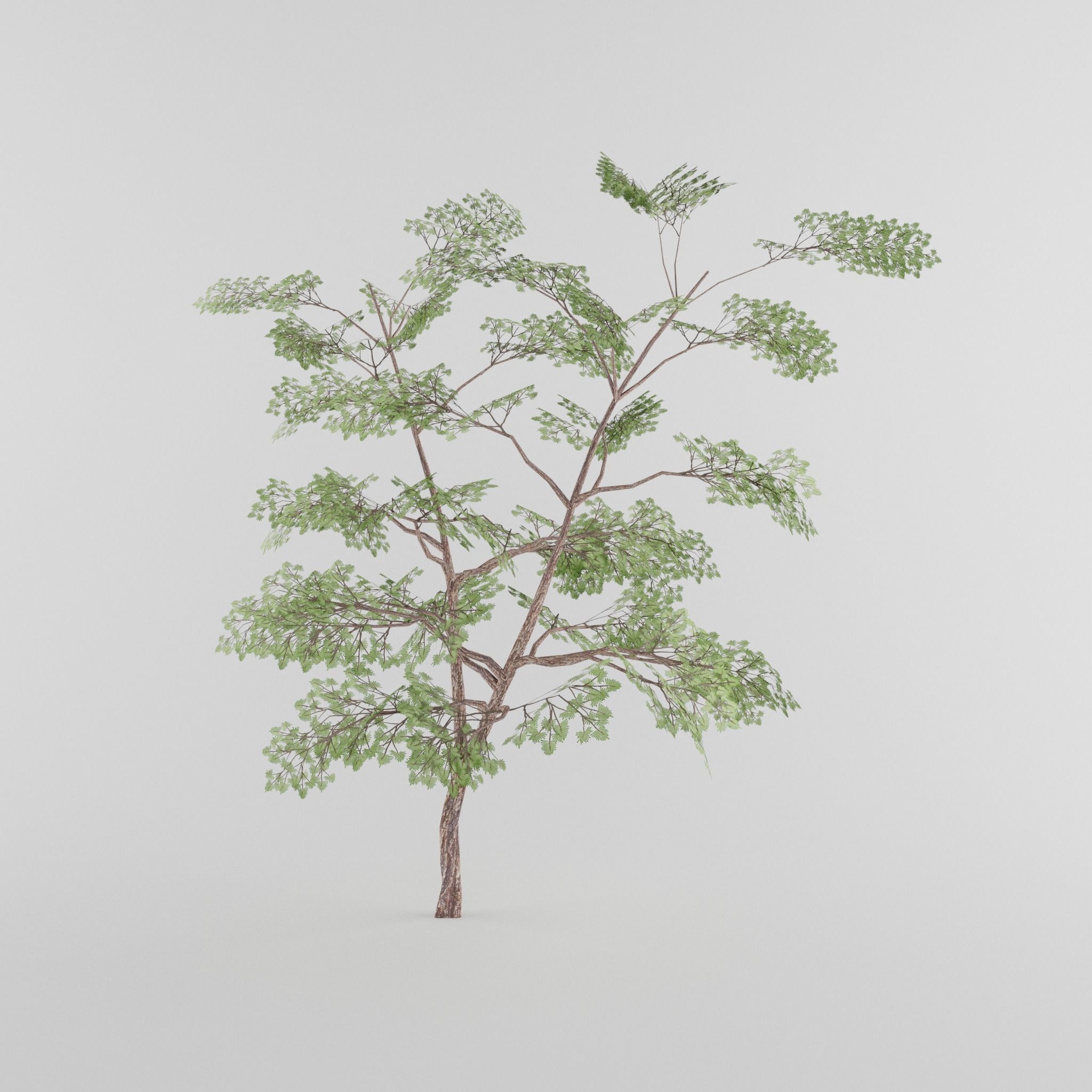 Tree Collection Low-poly 3D model_6
