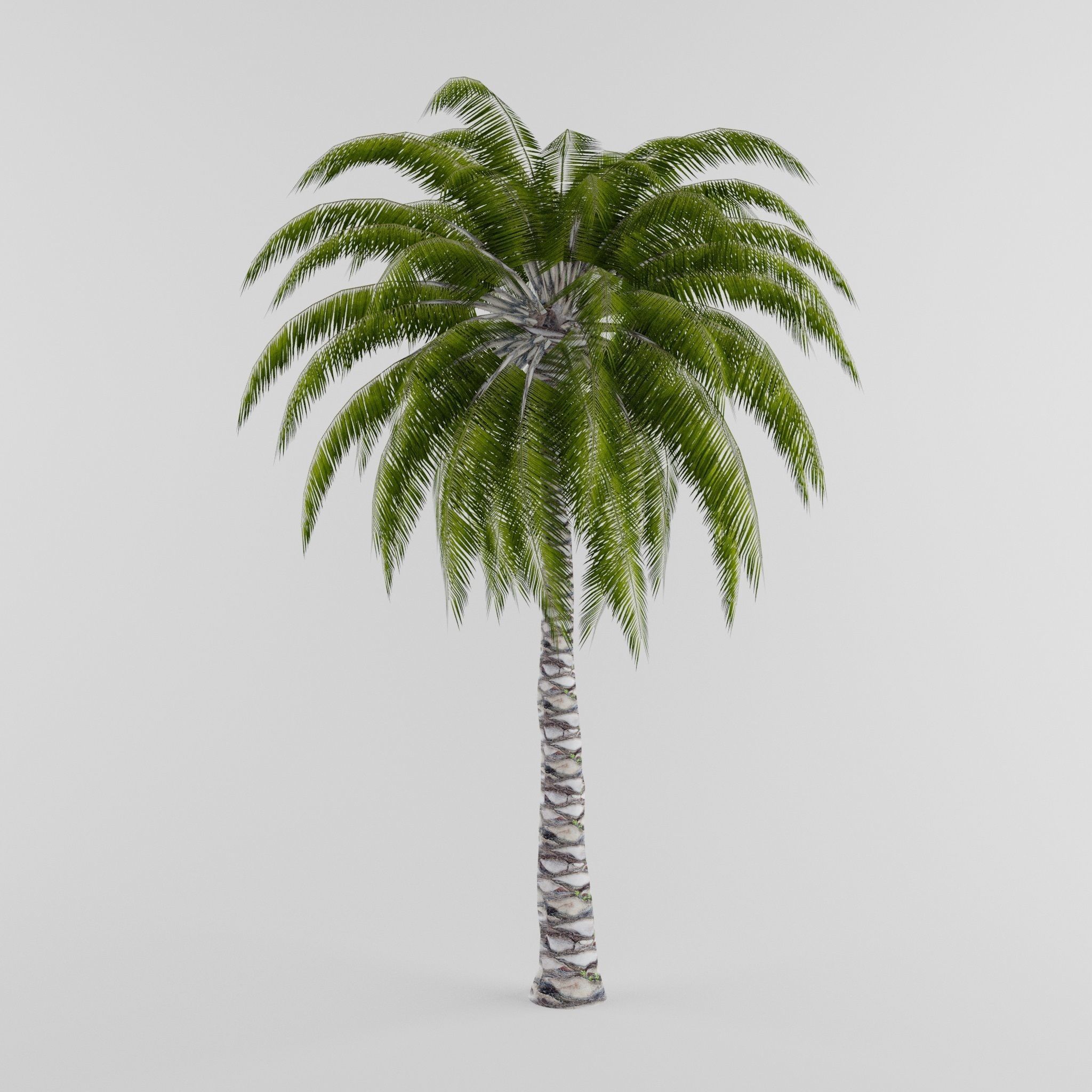 Tree Collection Low-poly 3D model_19