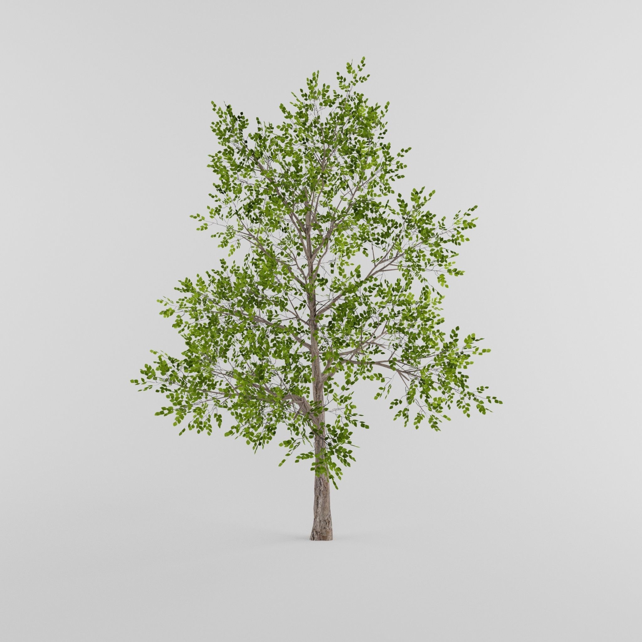 Tree Collection Low-poly 3D model_2