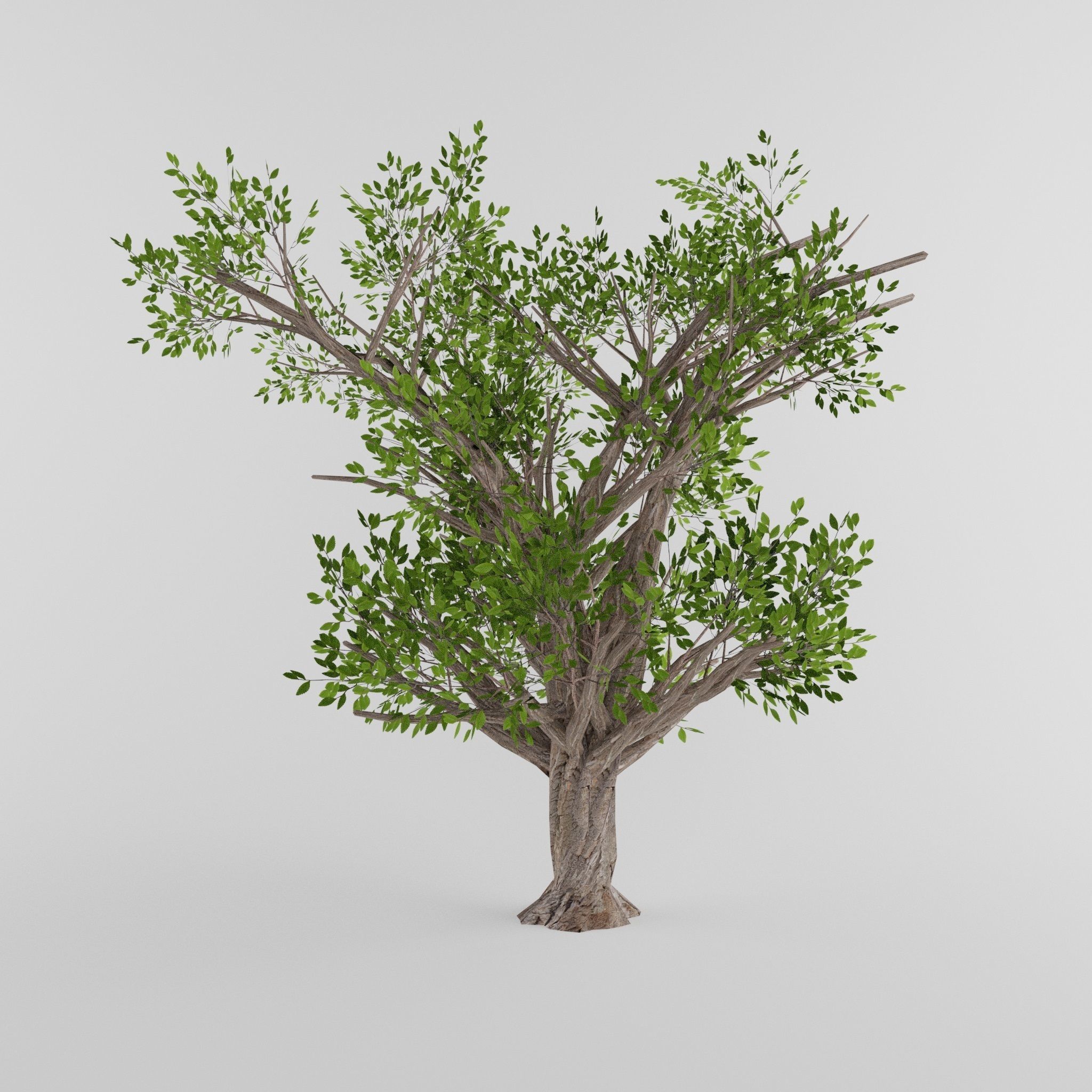 Tree Collection Low-poly 3D model_13