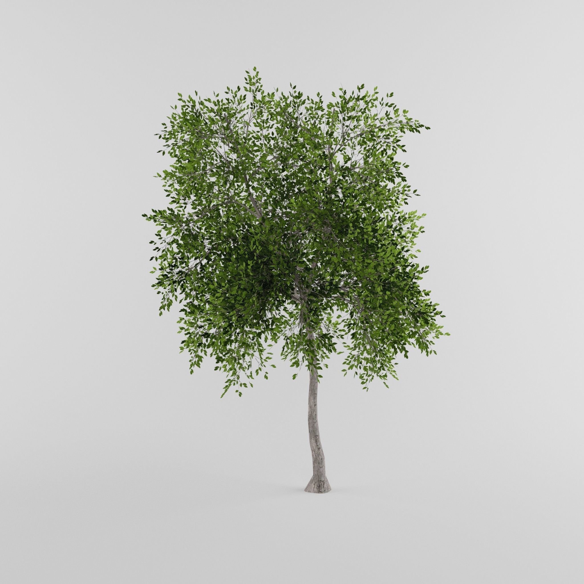Tree Collection Low-poly 3D model_17