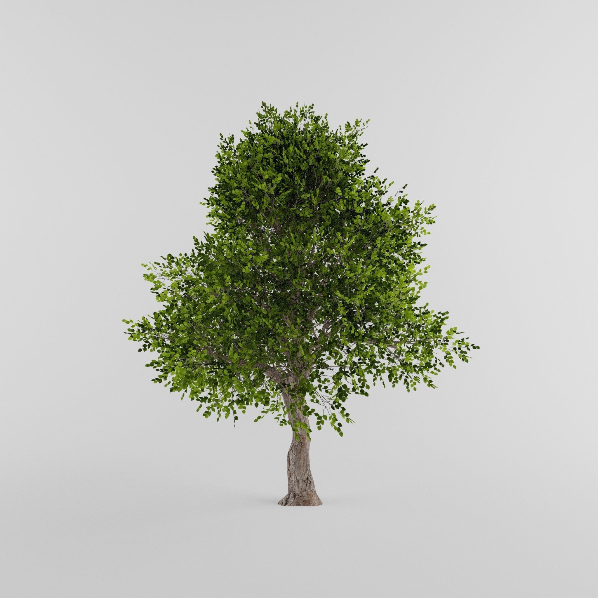 Tree Collection Low-poly 3D model_24