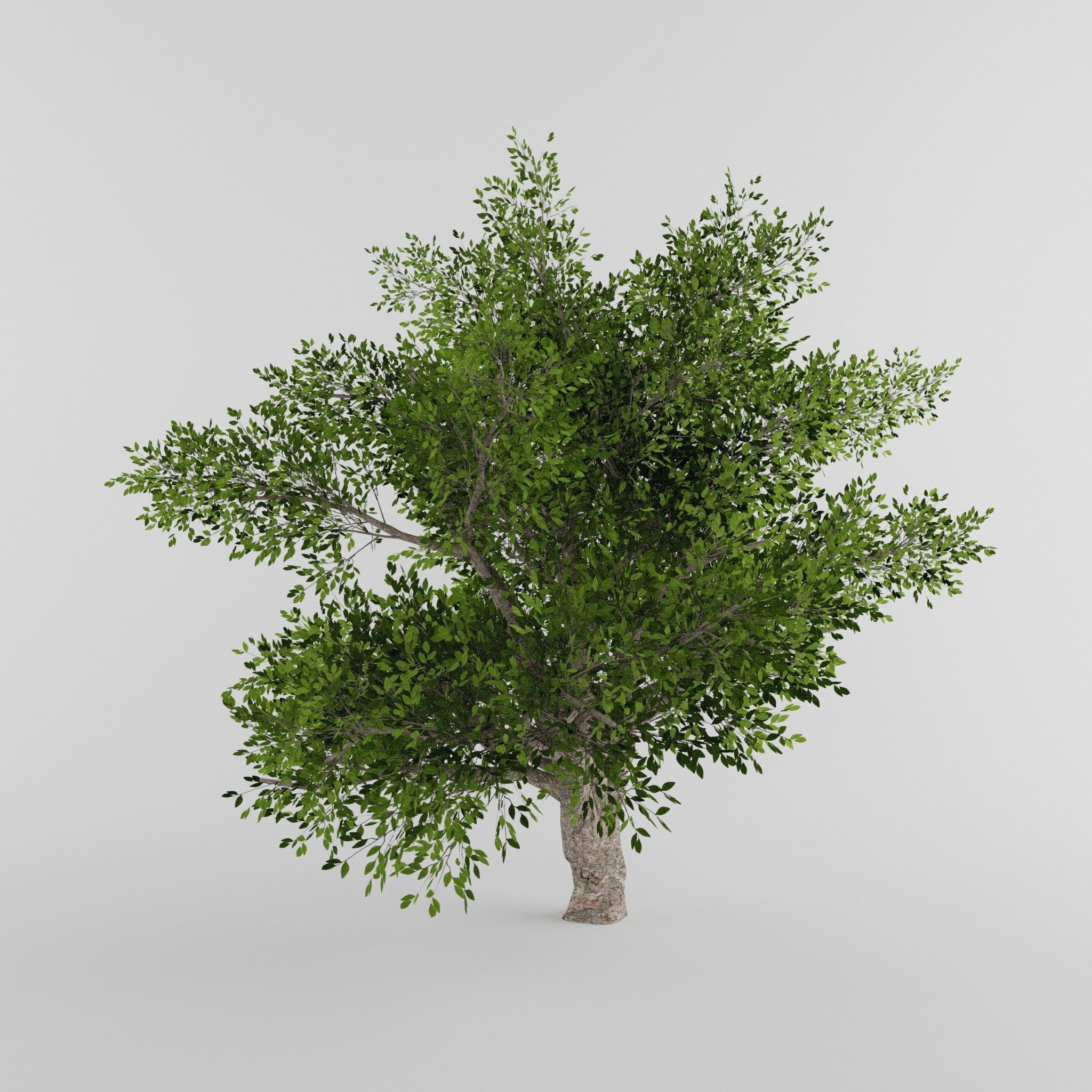 Tree Collection Low-poly 3D model_18