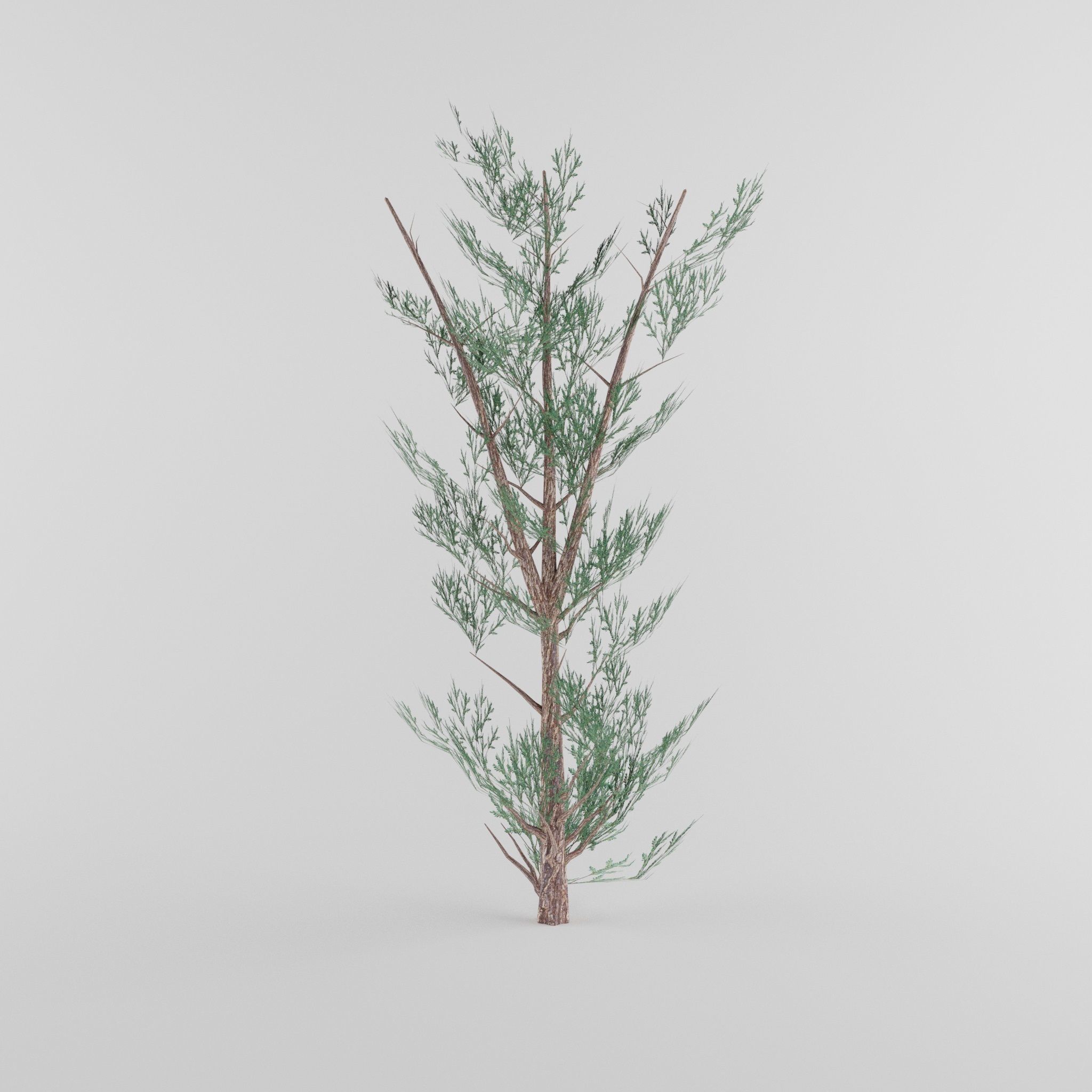 Tree Collection Low-poly 3D model_15