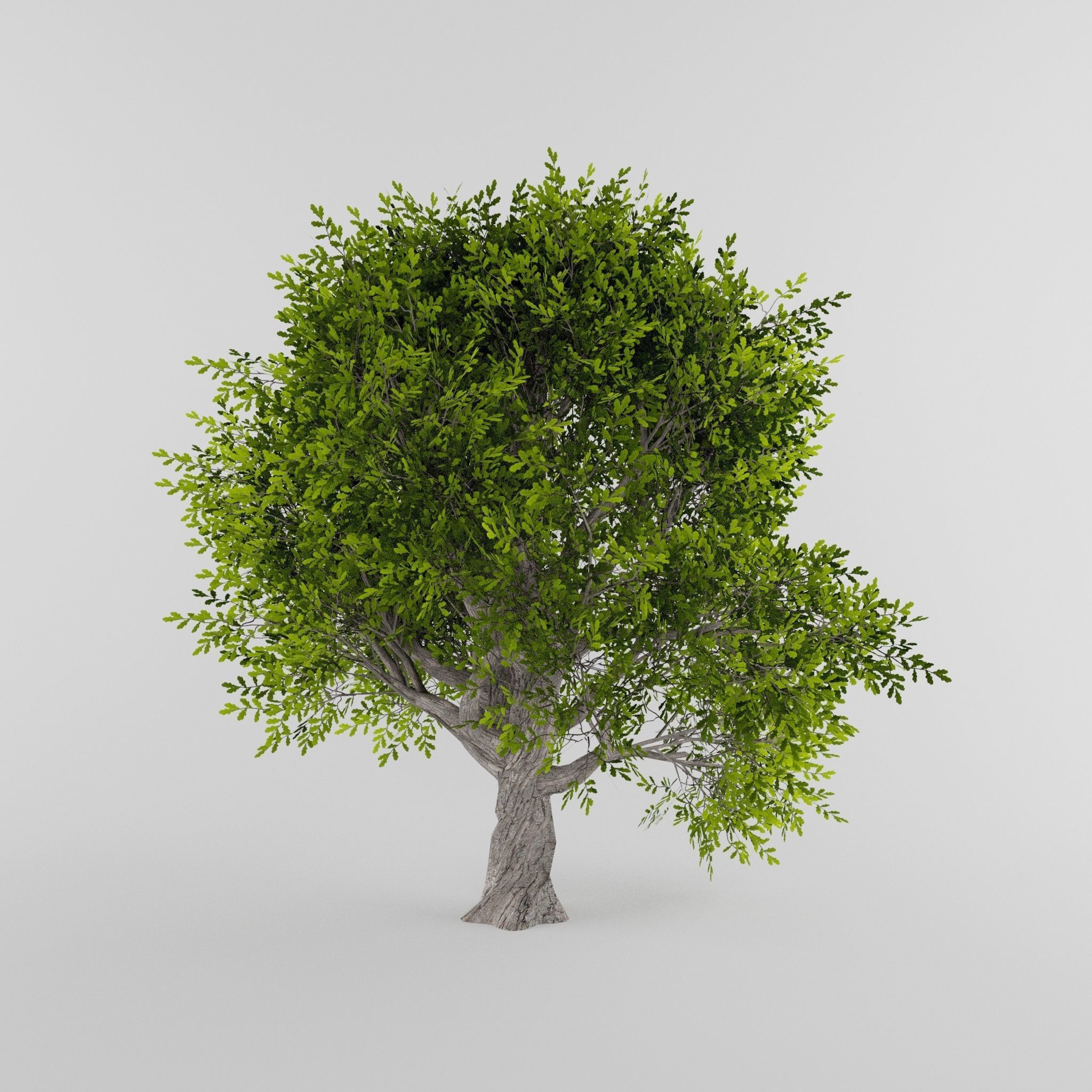 Tree Collection Low-poly 3D model_9