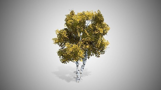 White Birch Fall Tree Low-poly 3D model