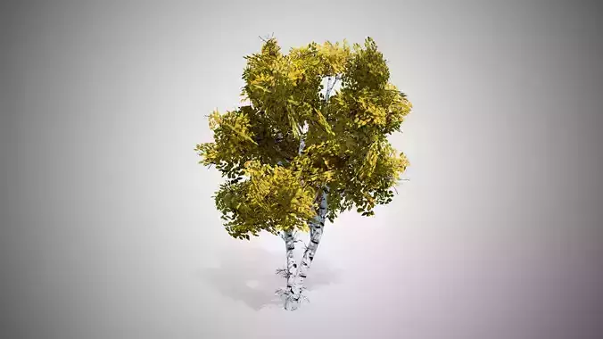 White Birch Fall Tree