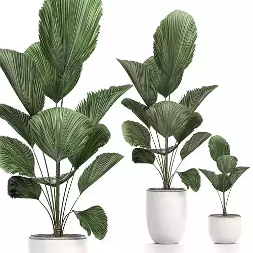 Decorative Licuala palm in a white flowerpot 522