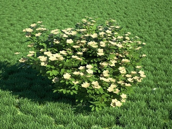 Realistic Bush  Free 3D model