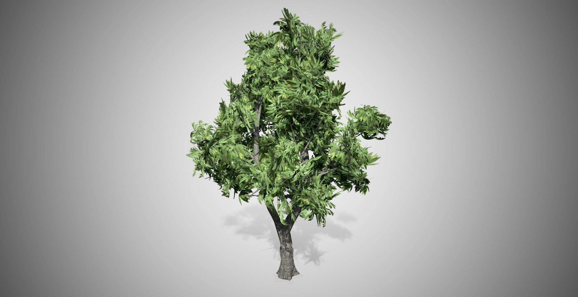 Green Ash Tree Low-poly 3D model_2