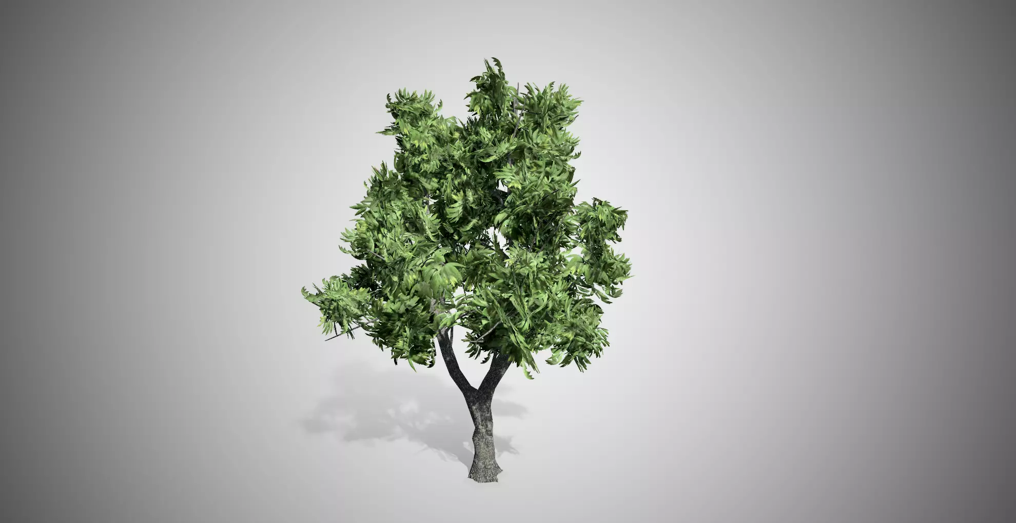 Green Ash Tree Low-poly 3D model_0