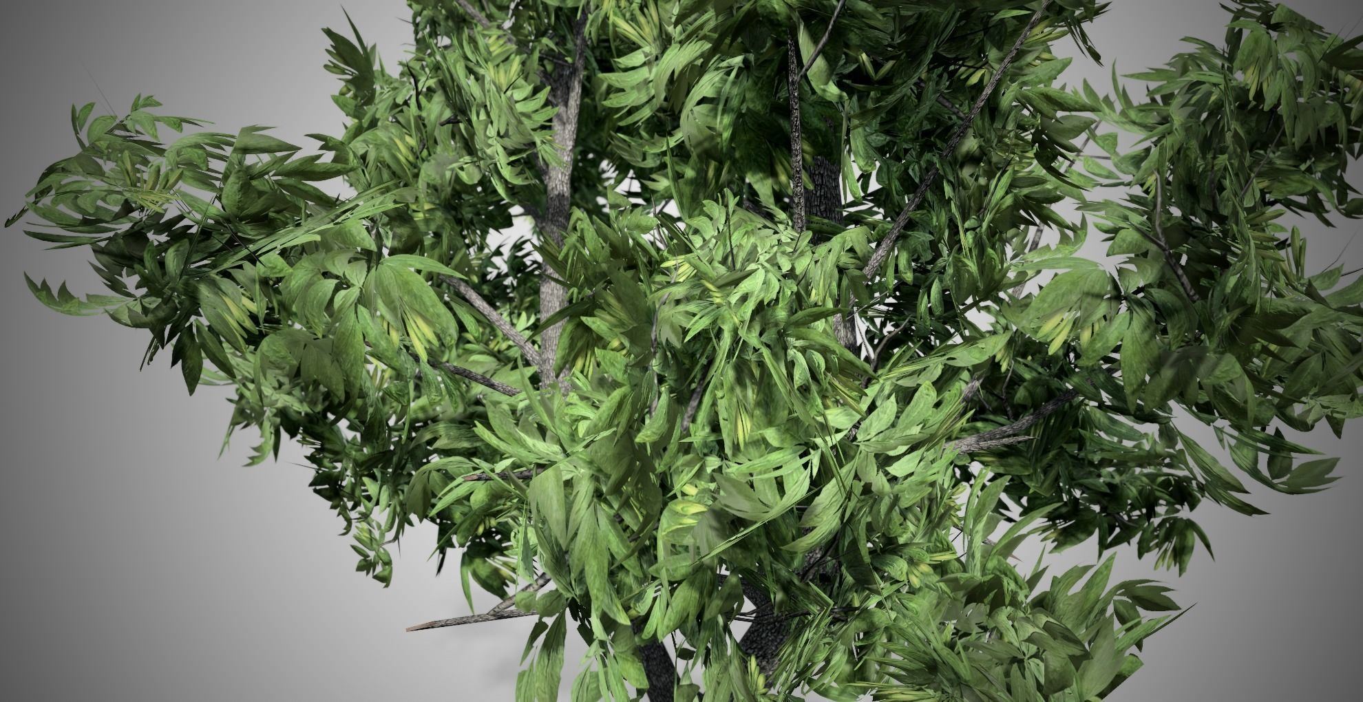 Green Ash Tree Low-poly 3D model_1