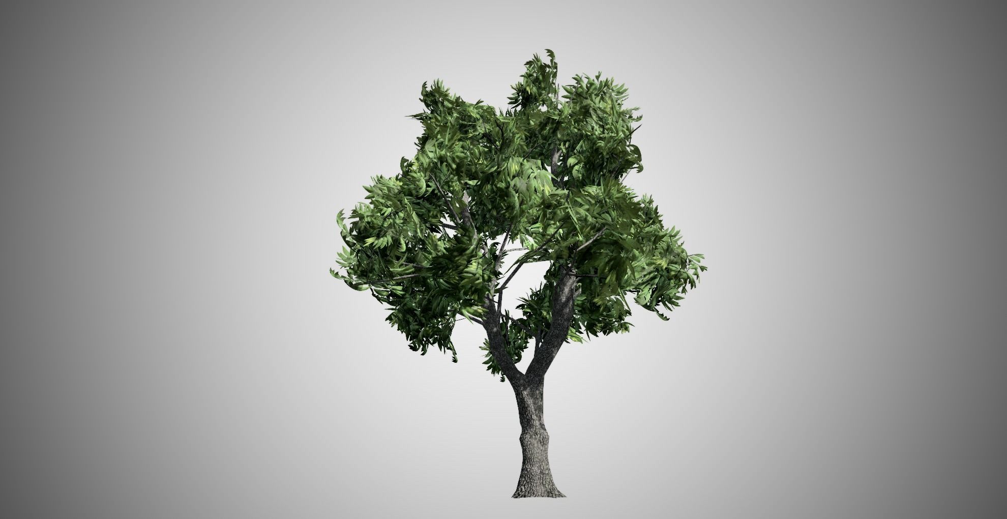 Green Ash Tree Low-poly 3D model_4