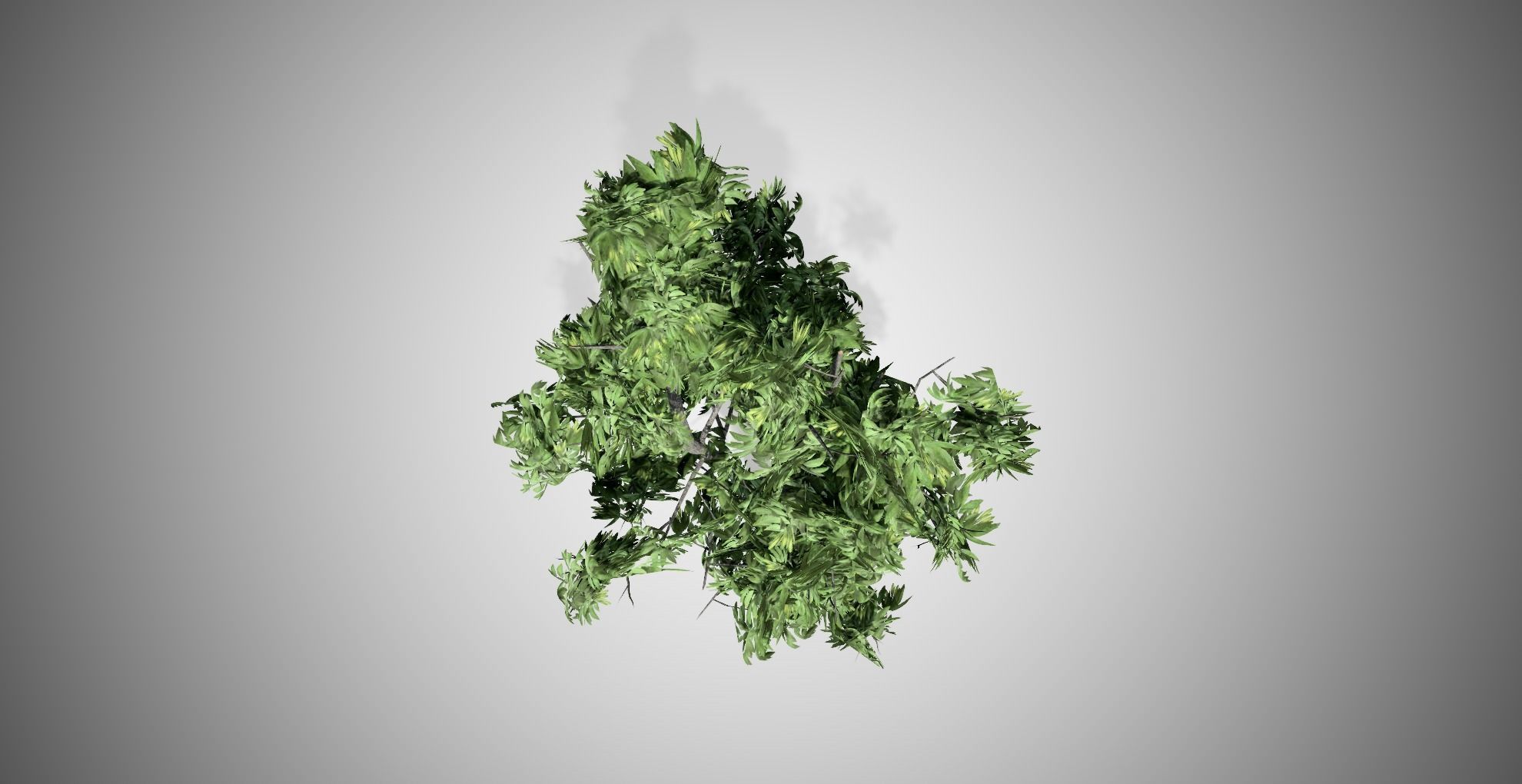 Green Ash Tree Low-poly 3D model_3
