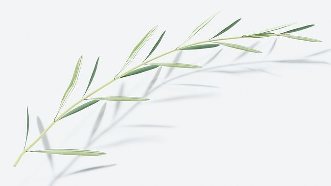 Olive branch 3D model