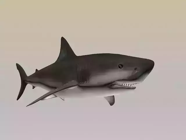 SHARK LOW PLOY