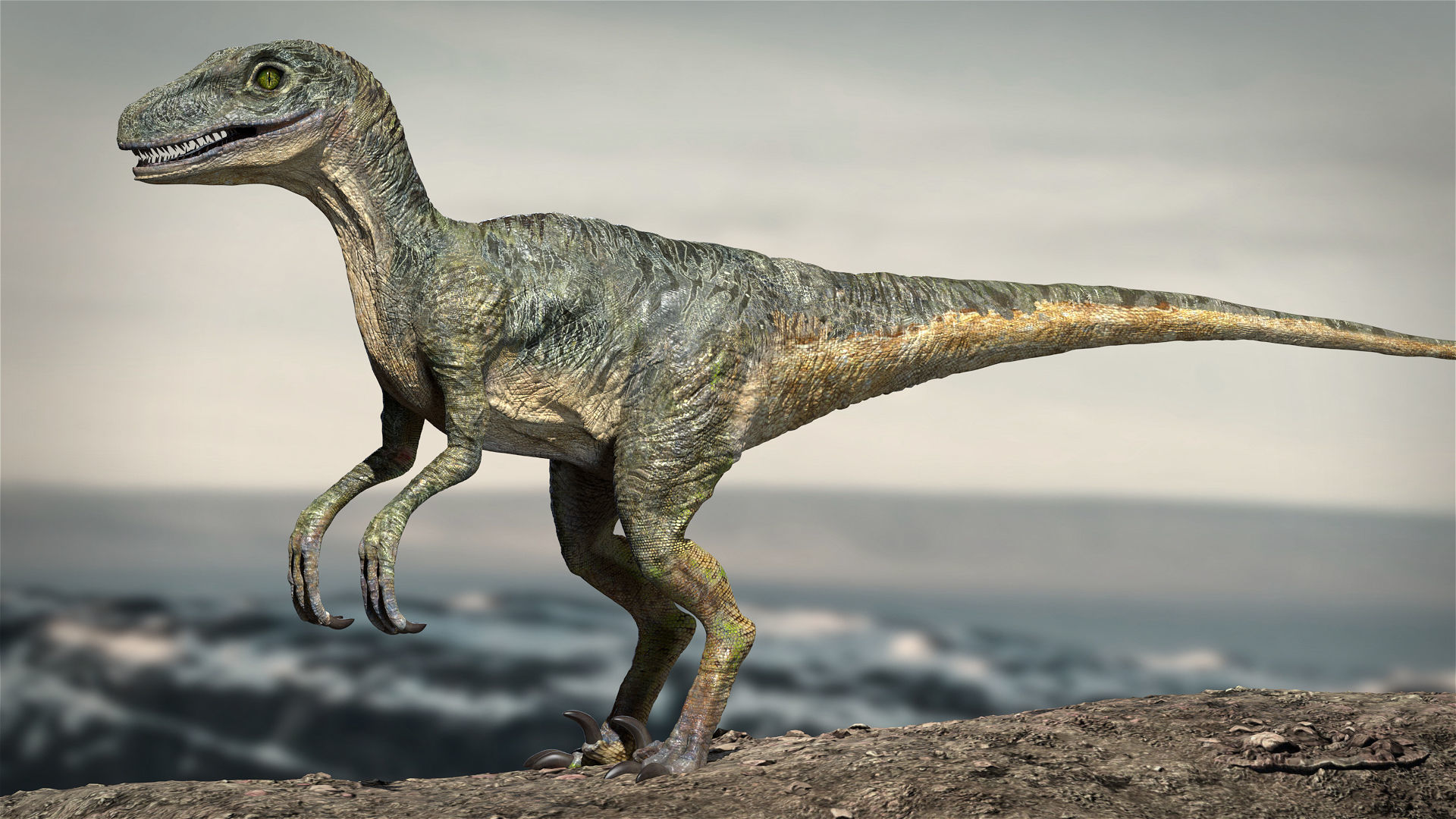 Velociraptor Animated Rigged 3D model Low-poly 3D model_12
