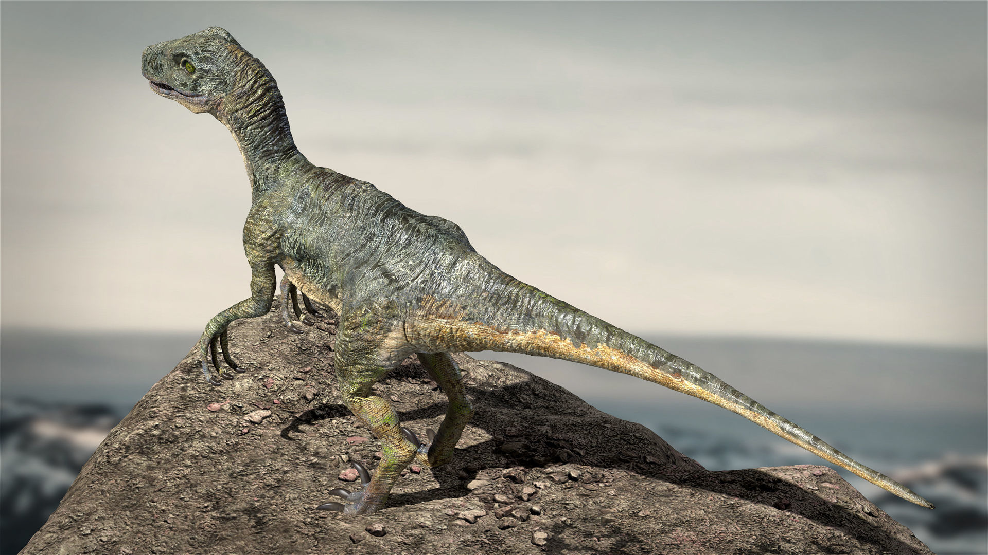 Velociraptor Animated Rigged 3D model Low-poly 3D model_7
