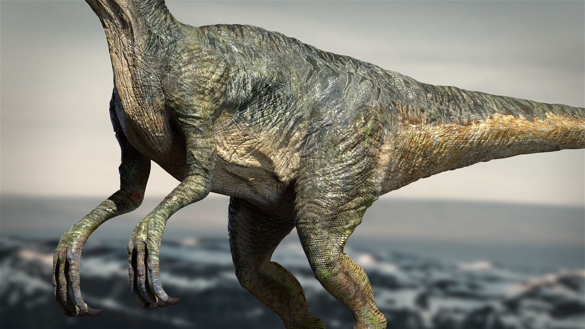 Velociraptor Animated Rigged 3D model Low-poly 3D model_10
