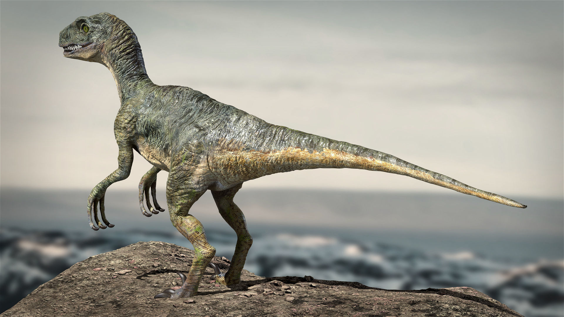 Velociraptor Animated Rigged 3D model Low-poly 3D model_3