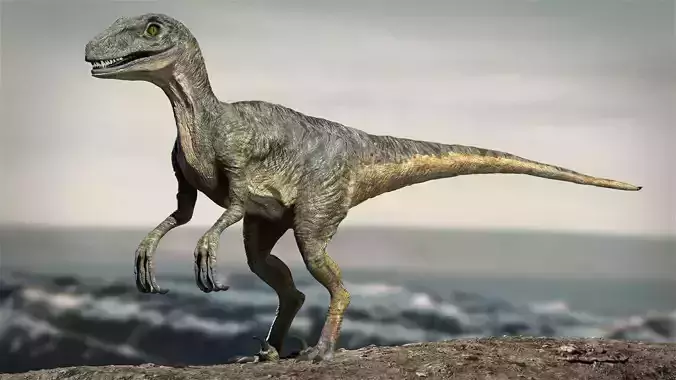 Velociraptor Animated Rigged 3D model