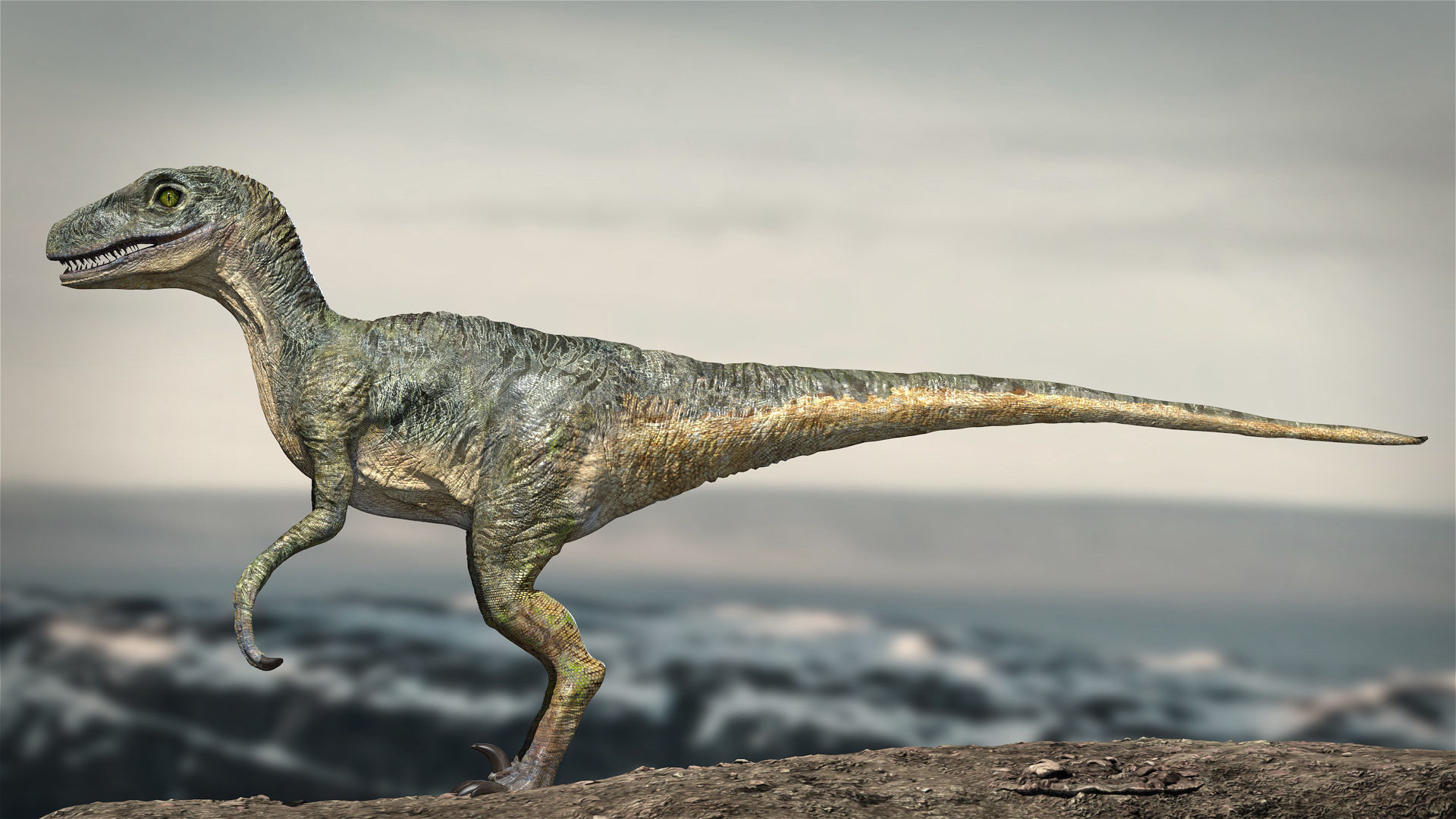 Velociraptor Animated Rigged 3D model Low-poly 3D model_2