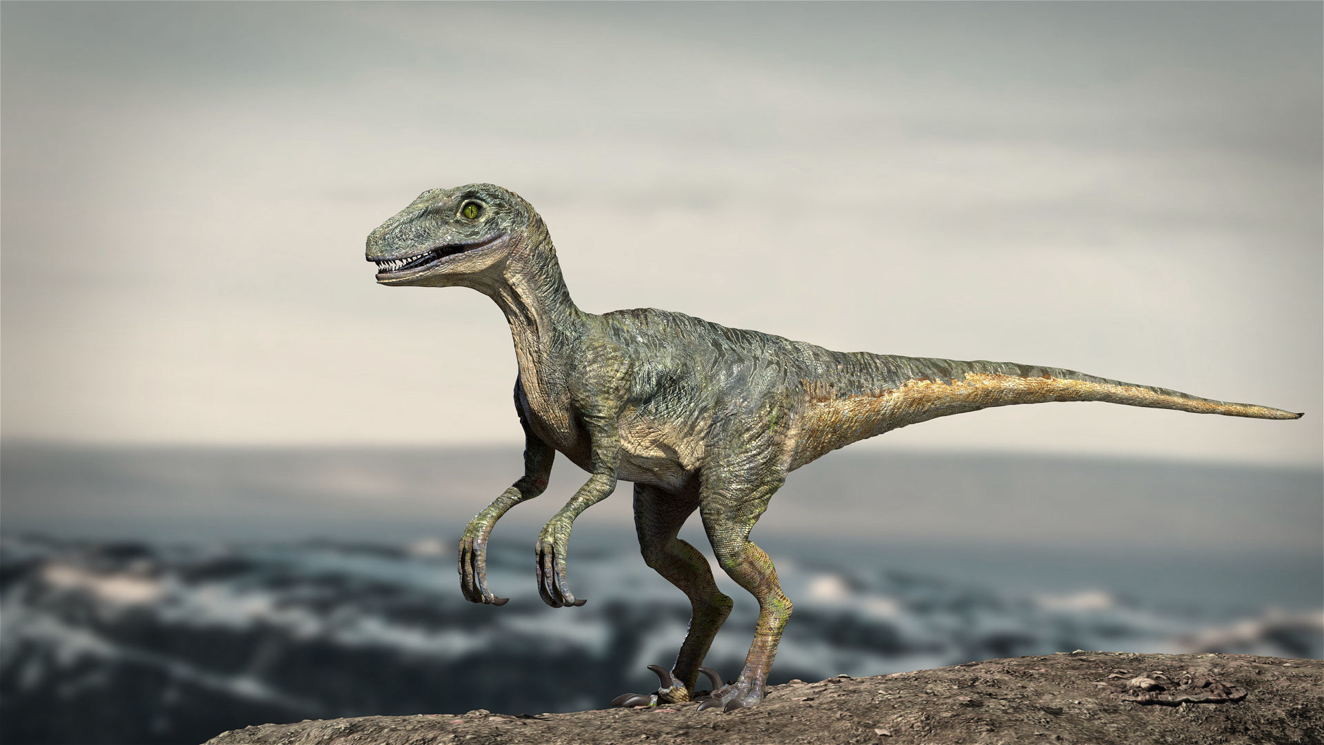Velociraptor Animated Rigged 3D model Low-poly 3D model_13