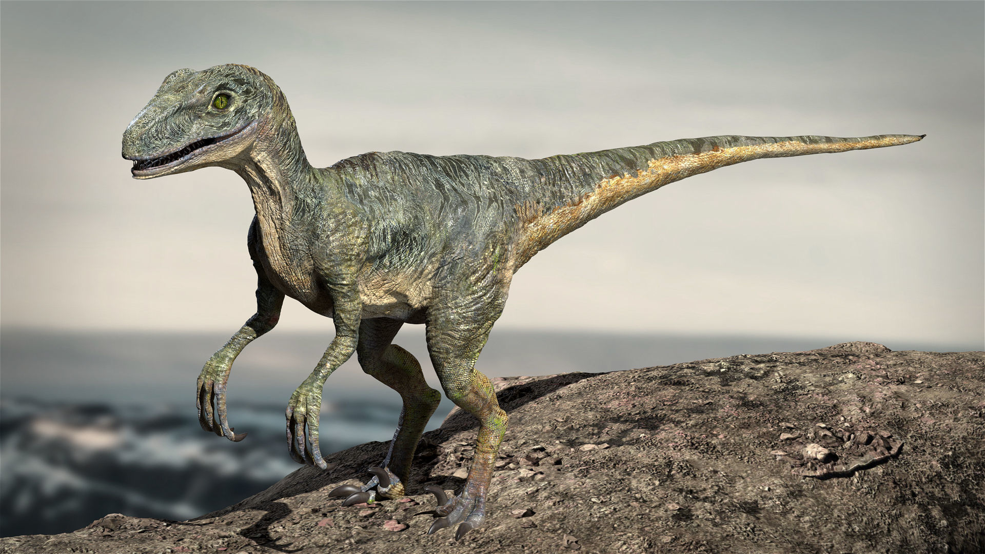 Velociraptor Animated Rigged 3D model Low-poly 3D model_11