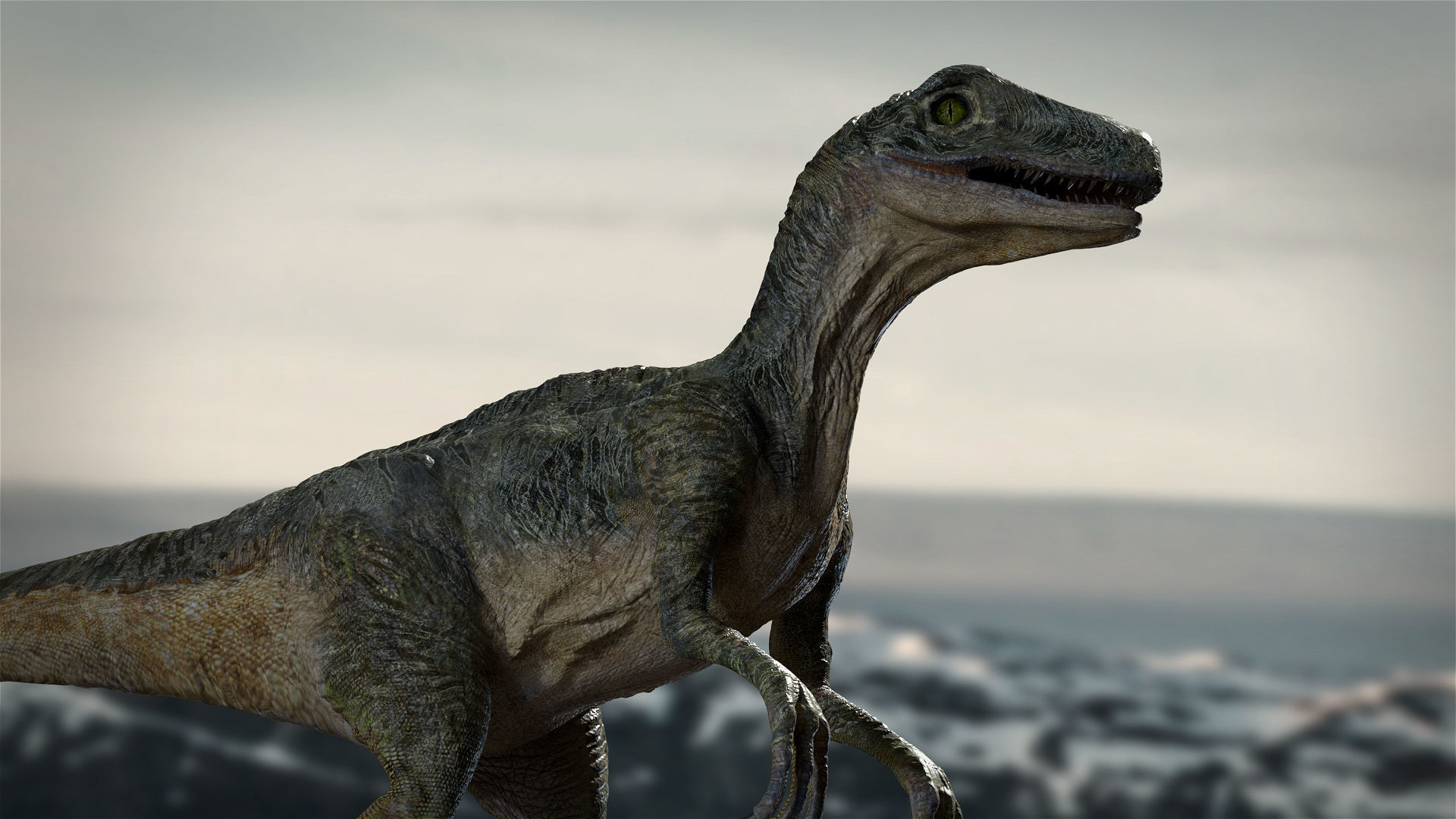 Velociraptor Animated Rigged 3D model Low-poly 3D model_5