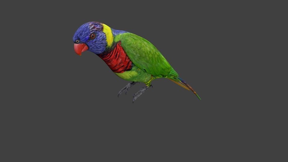 lowpoly bird colorful parrot Low-poly 3D model_5