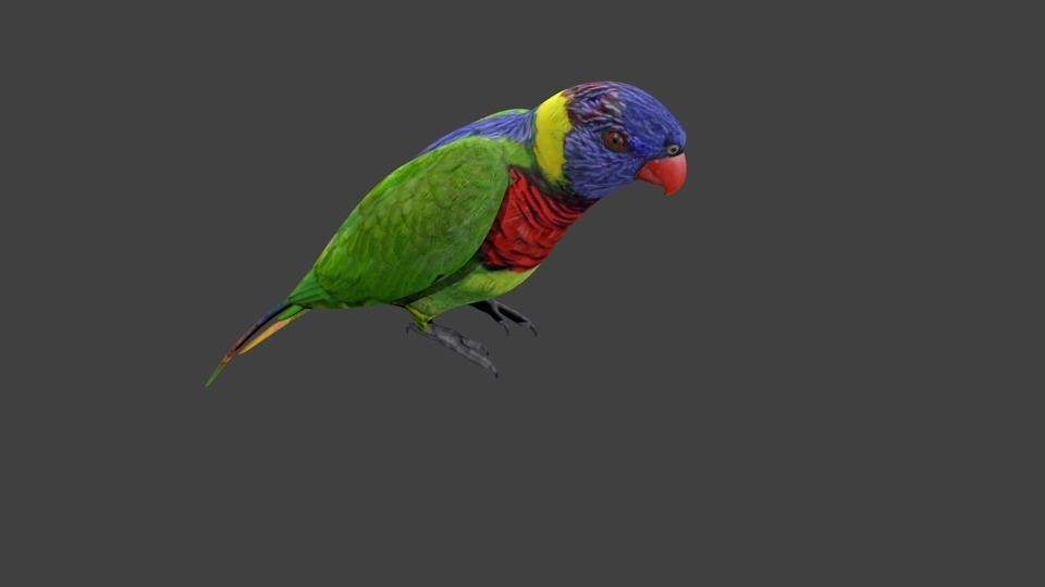 lowpoly bird colorful parrot Low-poly 3D model_4