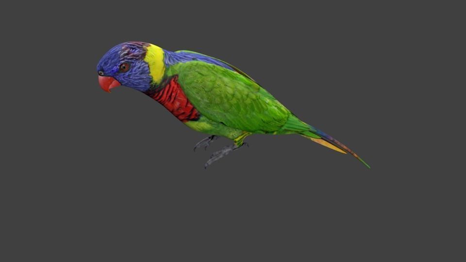 lowpoly bird colorful parrot Low-poly 3D model_1