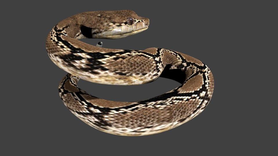 lowpoly snake python Low-poly 3D model_1