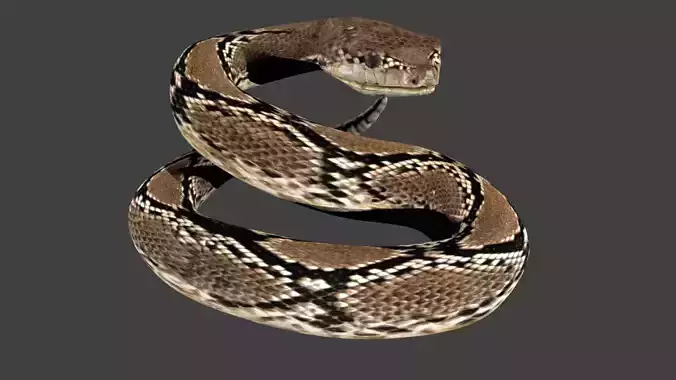 lowpoly snake python Low-poly 3D model