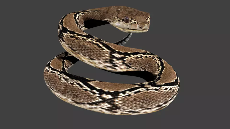 lowpoly snake python Low-poly 3D model_0