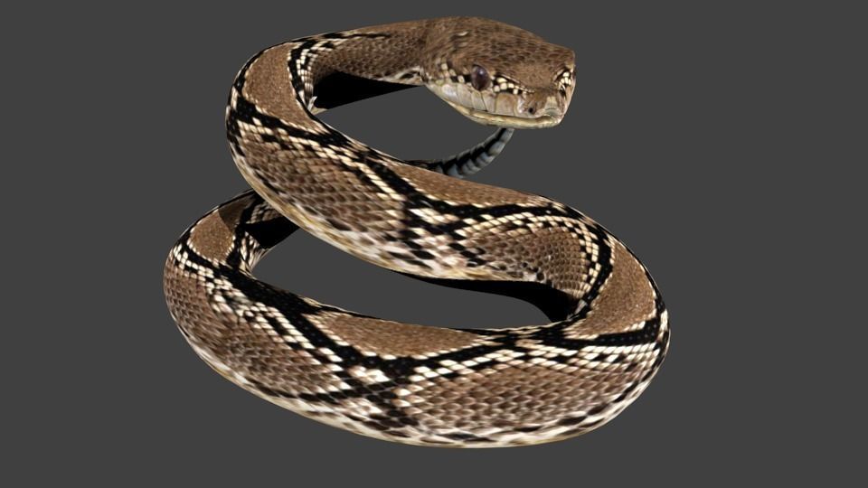 lowpoly snake python Low-poly 3D model_6