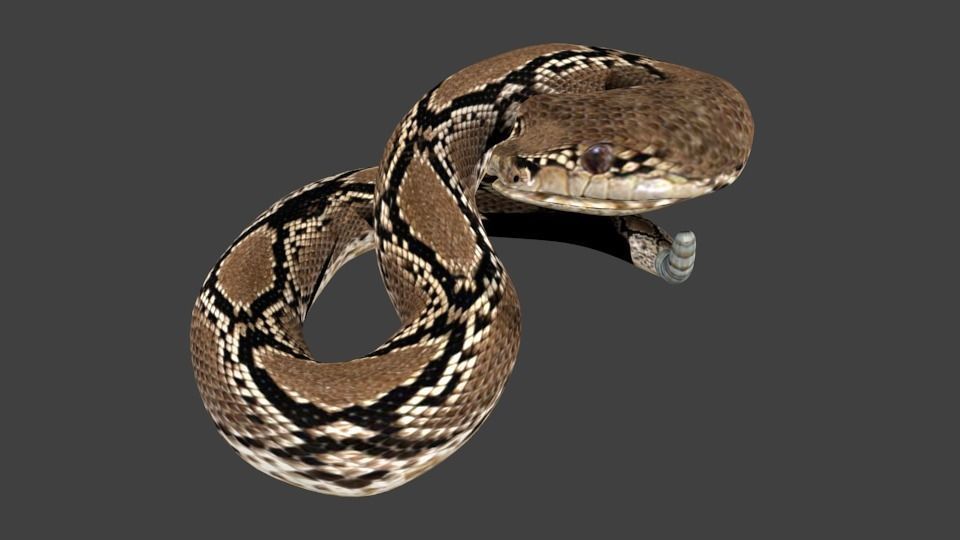 lowpoly snake python Low-poly 3D model_2