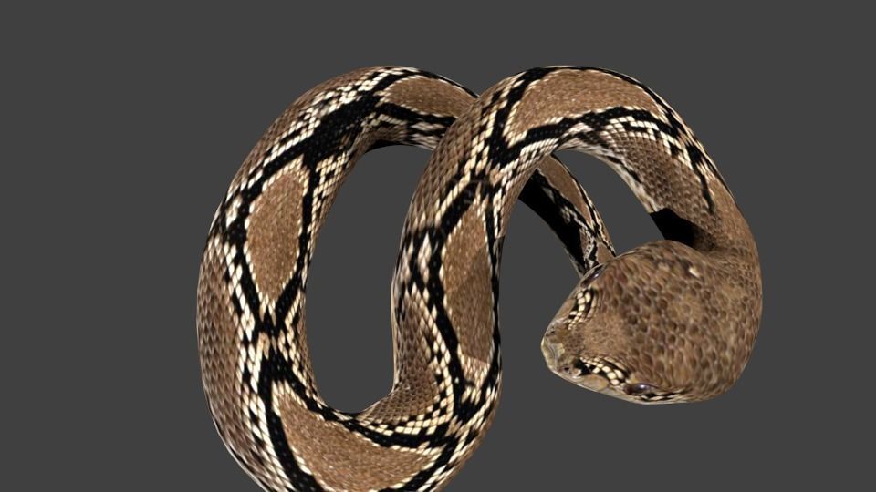 lowpoly snake python Low-poly 3D model_3