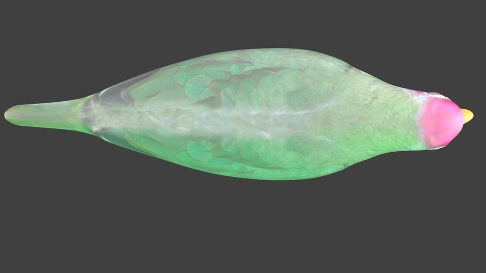 lowpoly bird pigeon Low-poly 3D model_4