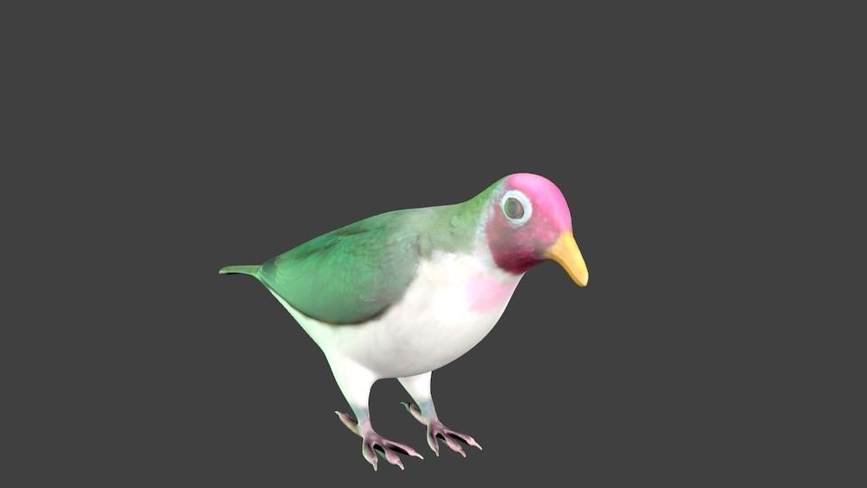 lowpoly bird pigeon Low-poly 3D model_7