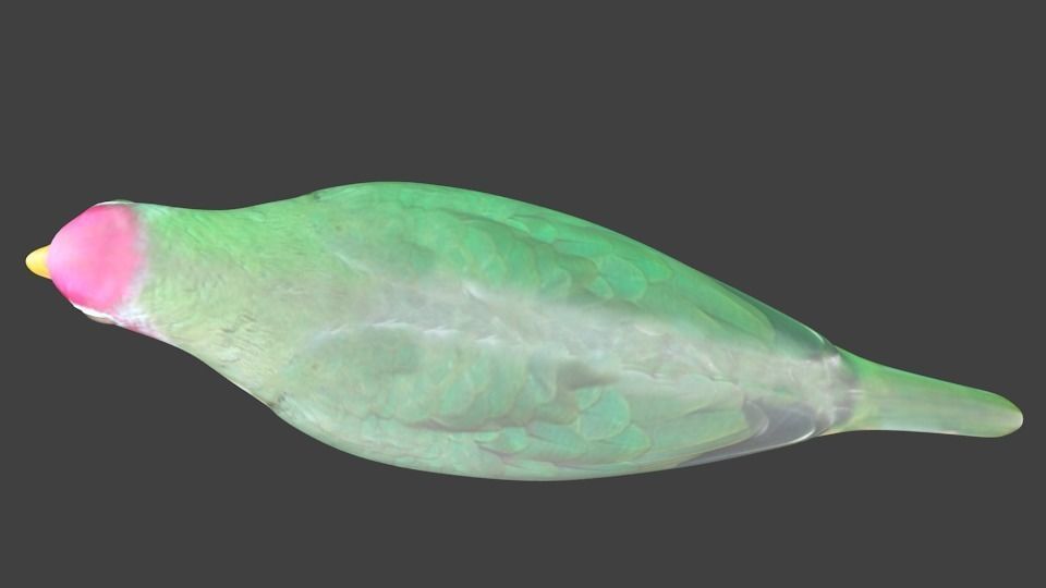 lowpoly bird pigeon Low-poly 3D model_5