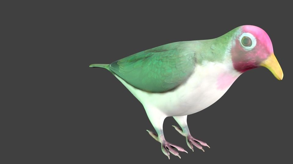 lowpoly bird pigeon Low-poly 3D model_1