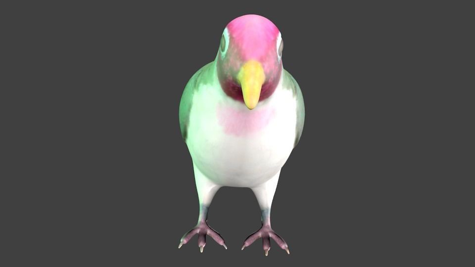 lowpoly bird pigeon Low-poly 3D model_3