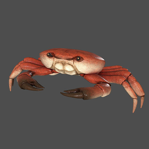 Sea Crab Low-poly 3D model