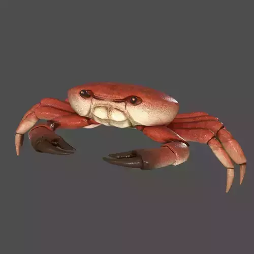 Sea Crab